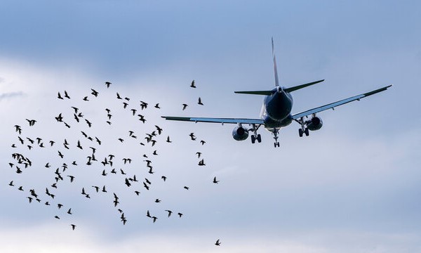 2019 Viltrisk på flygplats
